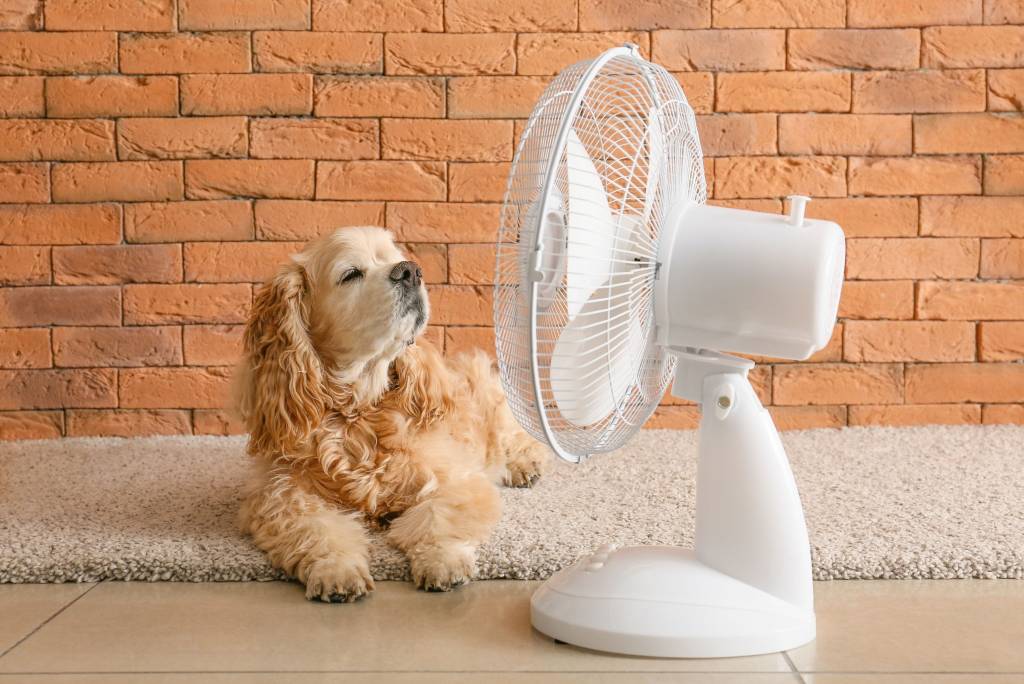 Dog lying next to desk fan to cool itself.