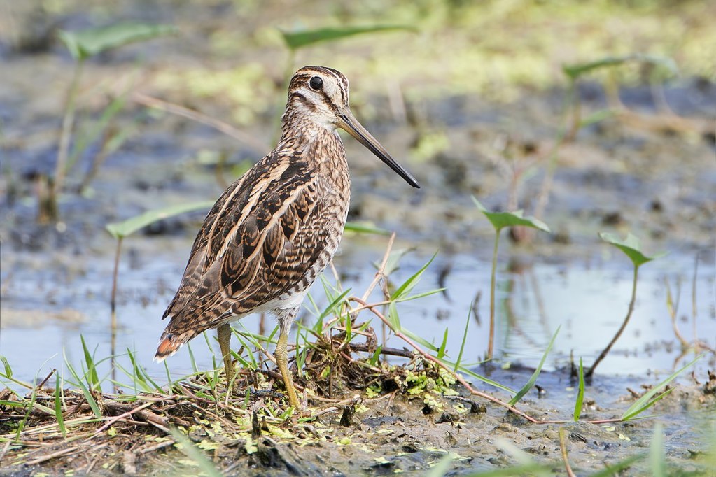 Pin-tailed Snipe (Gallinago stenura) in Laem Pak Bia, Thailand.
